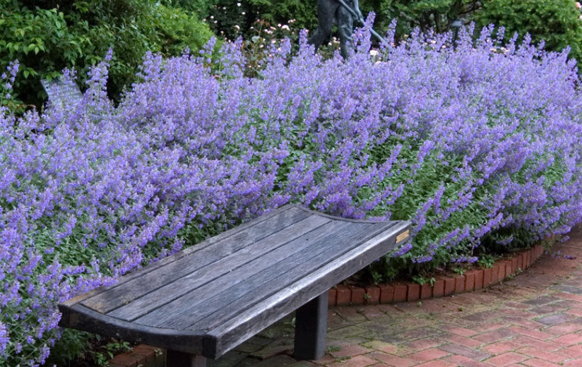 Thumbnail: Nepeta Faassenii - Walkers Low (JulieAnn Gardens)