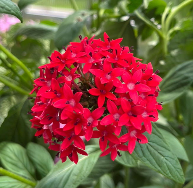Thumbnail: Pentas - Red Heirloom (Patio Produce)