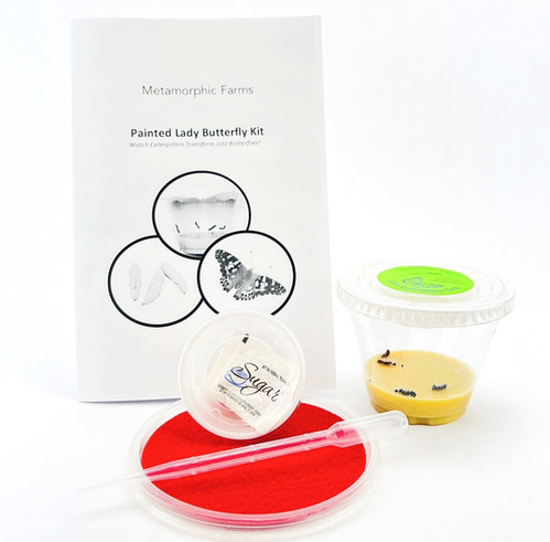 Small Refill Butterfly Raising Kit- 4 Caterpillars | Metamorphic Farms