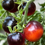 Thumbnail: Tomato - Indigo Rose