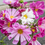 Thumbnail: Cosmos - Seashells Mix (Patio Produce)