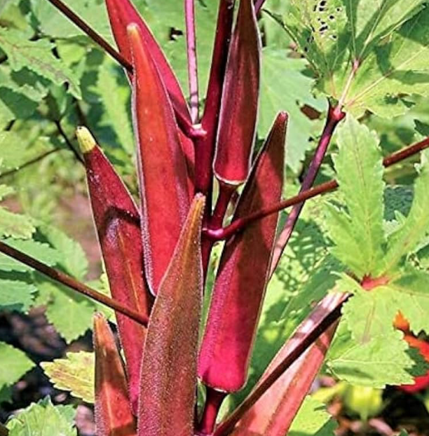 Thumbnail: Okra - Red Burgundy