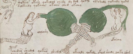 Voynich424.jpg
