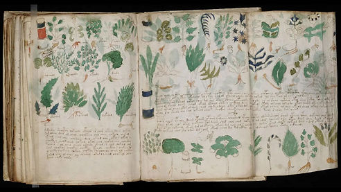 Voynich126.jpg
