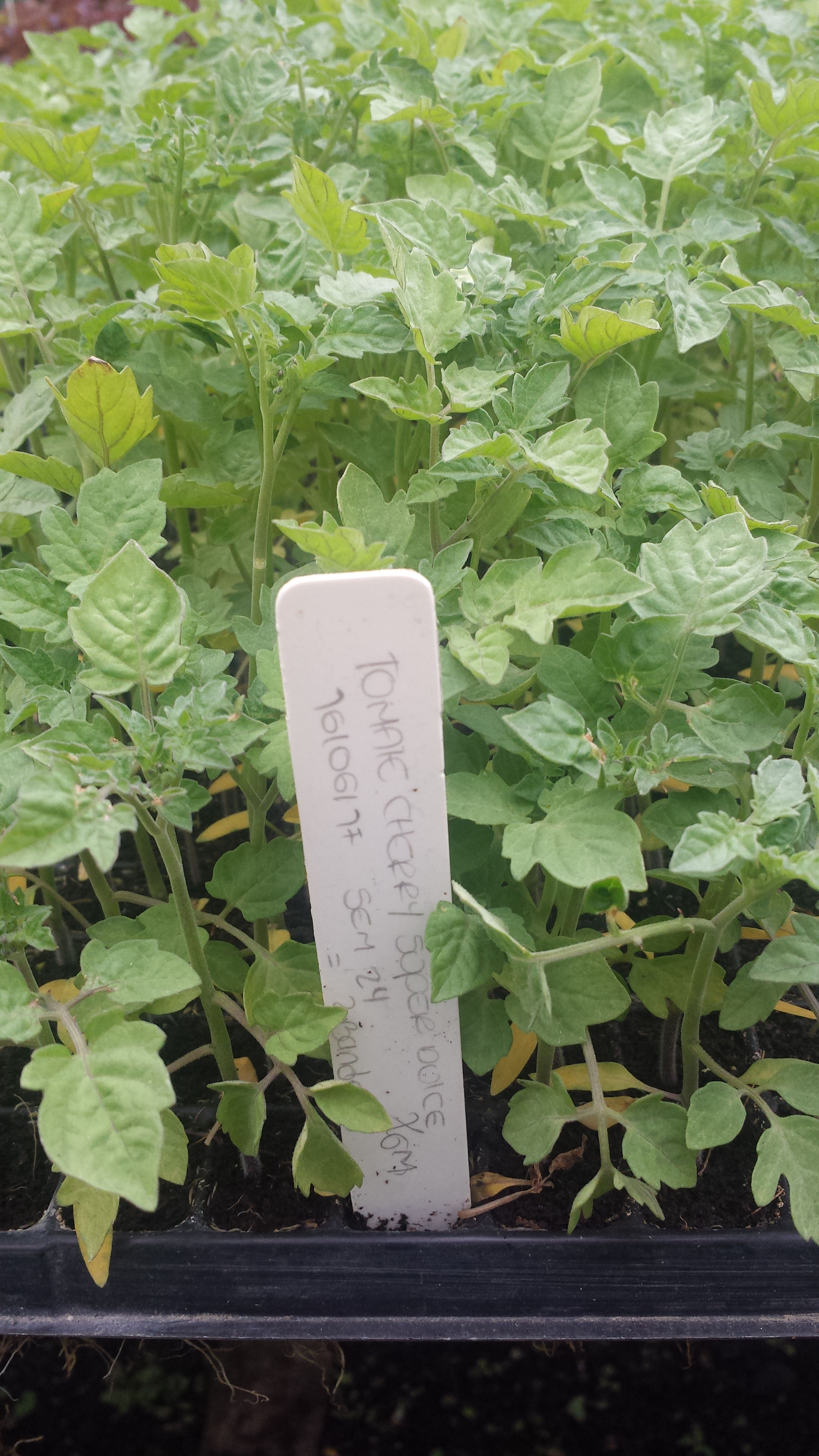 Tomate cherry super dulce