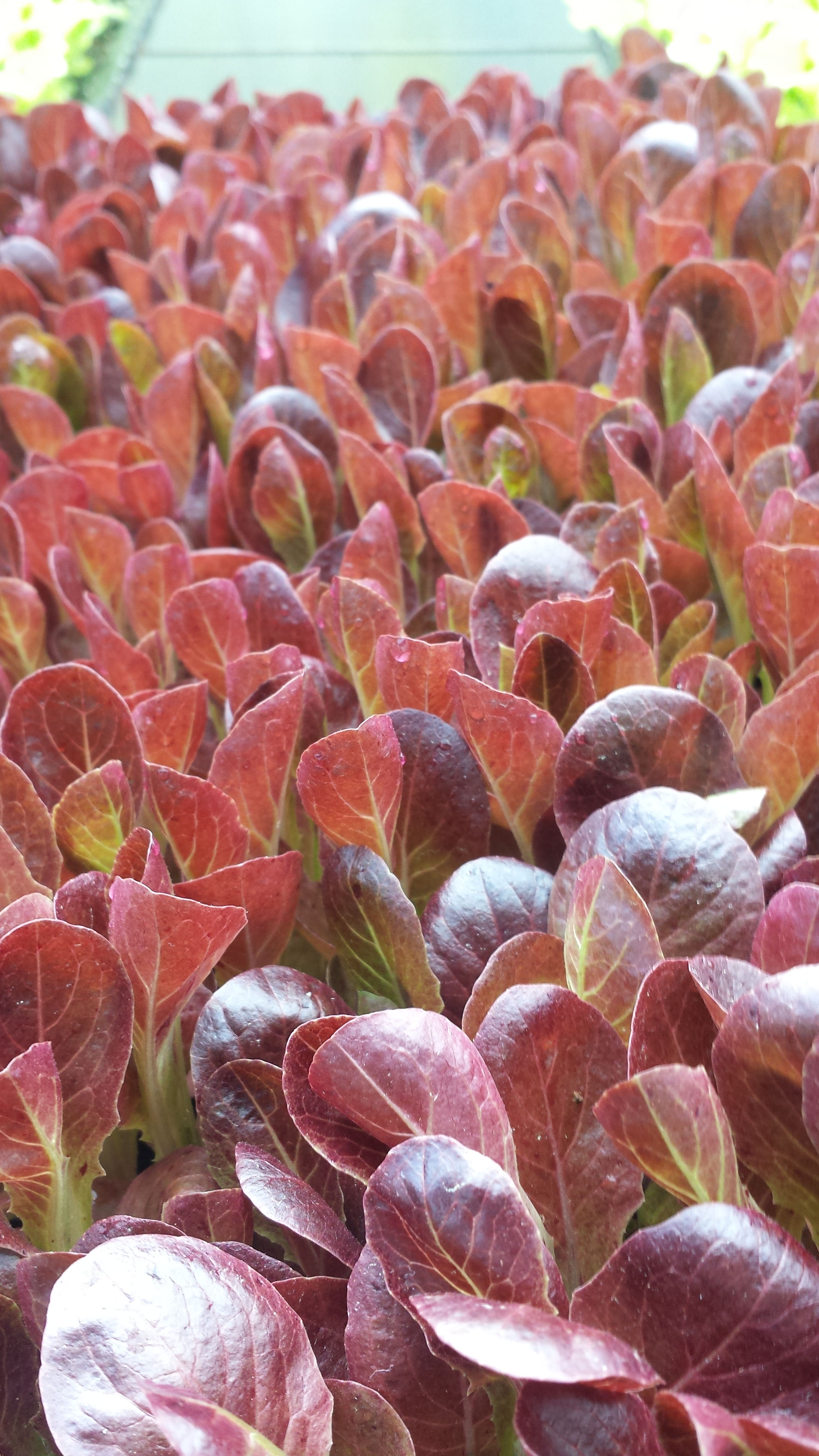 Lechuga Romana galatea