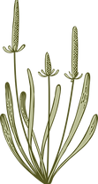 Botany
