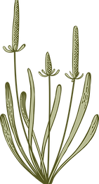 Botany