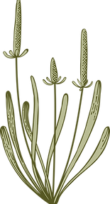 Botany