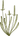 Botany