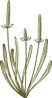 Botany