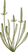 Botanique