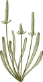 Botany