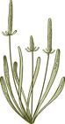 Botany