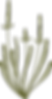 植物学