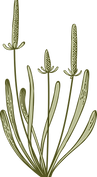 Botanika