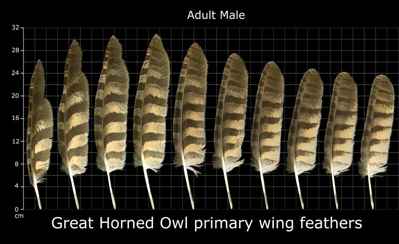owl2.jpg