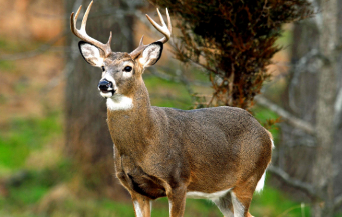 deer1.png