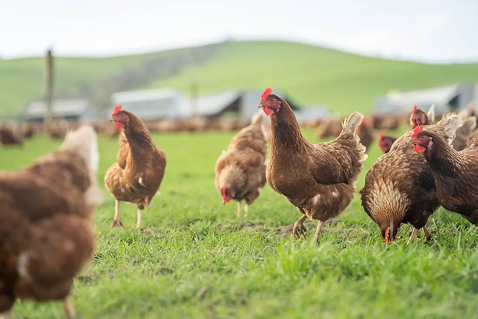 Connollys_Free_Range_Eggs.webp