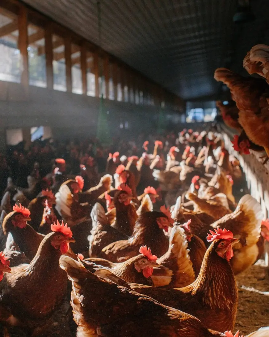 Connollys_Barn_Fed_Eggs.webp