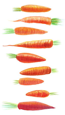 Anda Ansheen, Ansheen, illustator, ilustrator, illustrations, fod illustration, editorial illustration, botanical illustration
