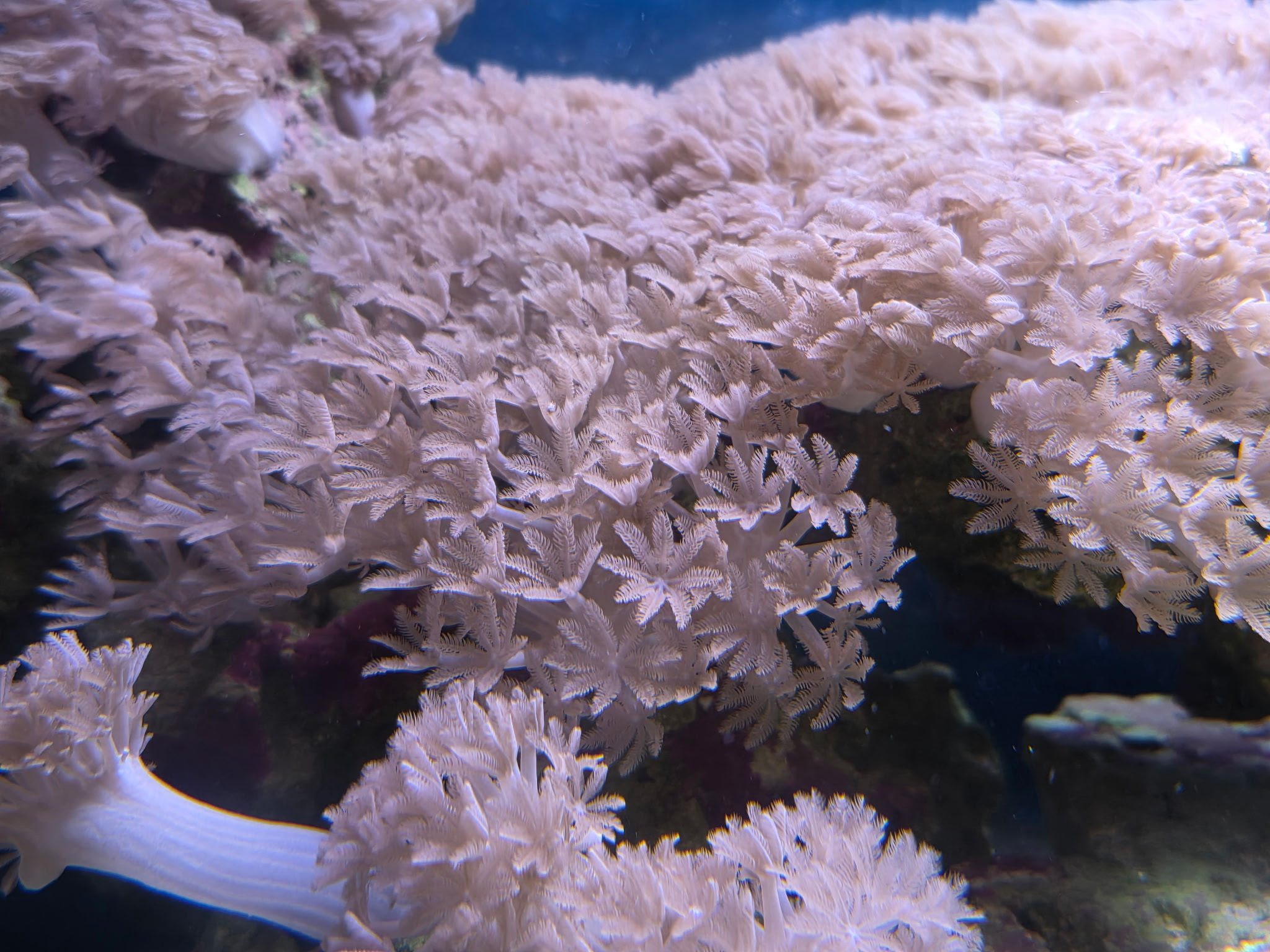  Pulsing Xenia Coral Frag-LOCAL PICKUP ONLY 