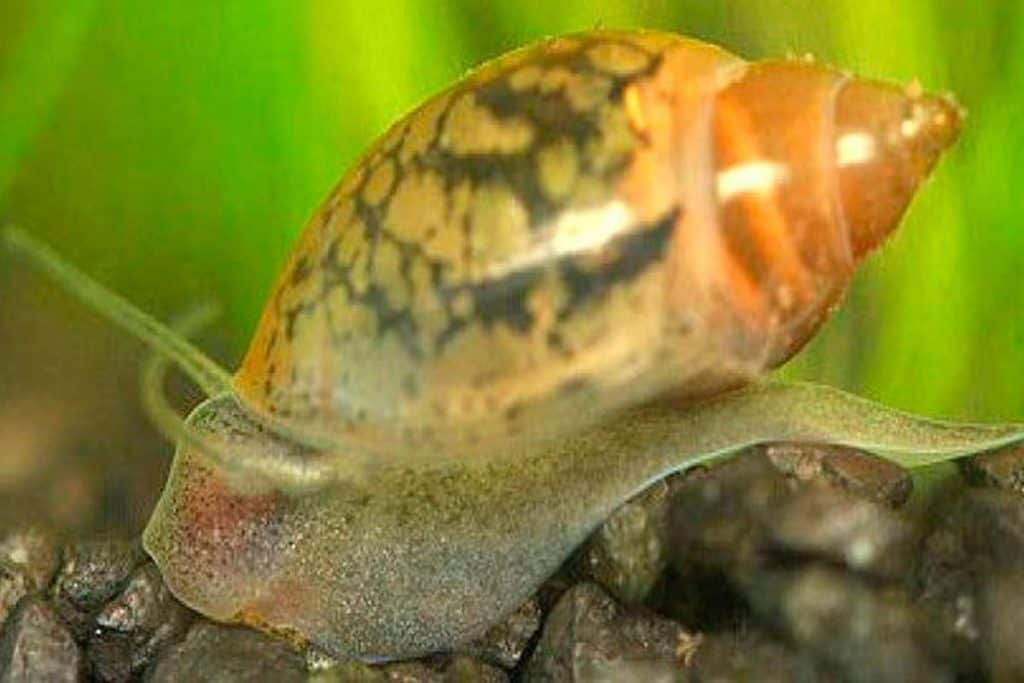 Extra Small to Small Bladder Snails