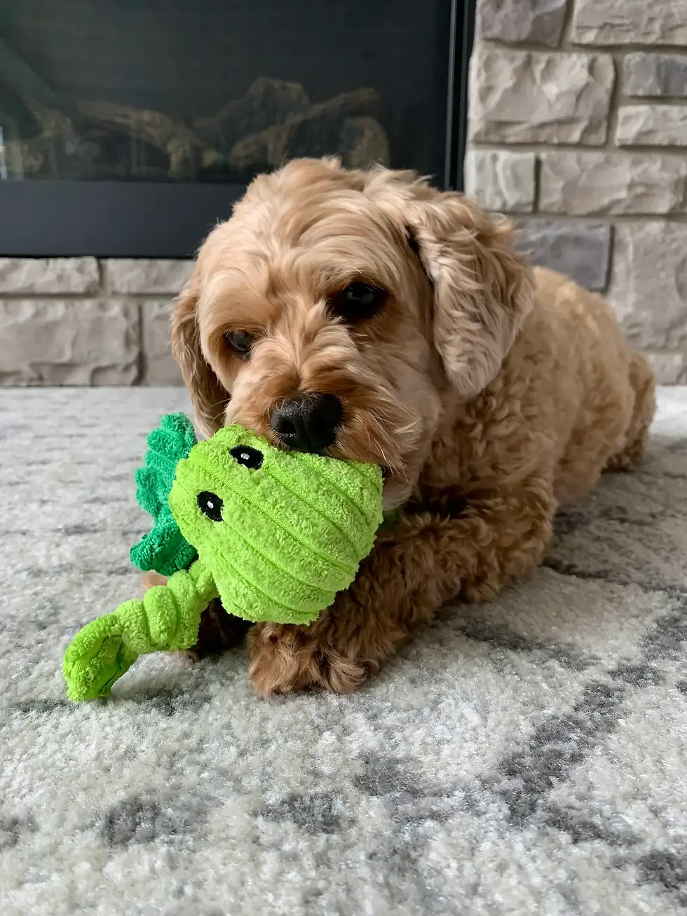 Thumbnail: Hopper, Winged Grasshopper, Corduroy Squeaker Dog Toy