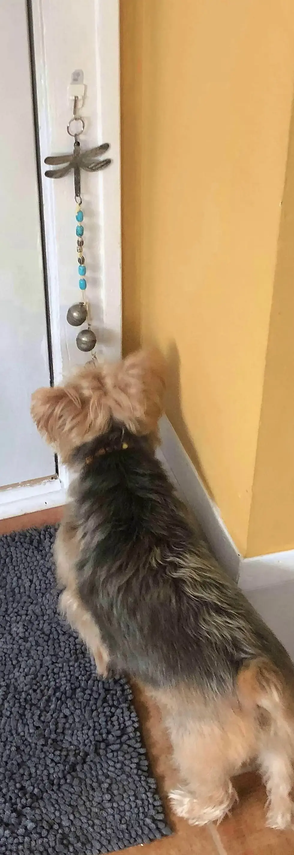 Thumbnail: Doggie Doorbells, Train Dog Ring Bell to go outside to Potty