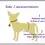 Thumbnail: Male Dog Belly Band, Seniors, Potty Training, Buckle Closure