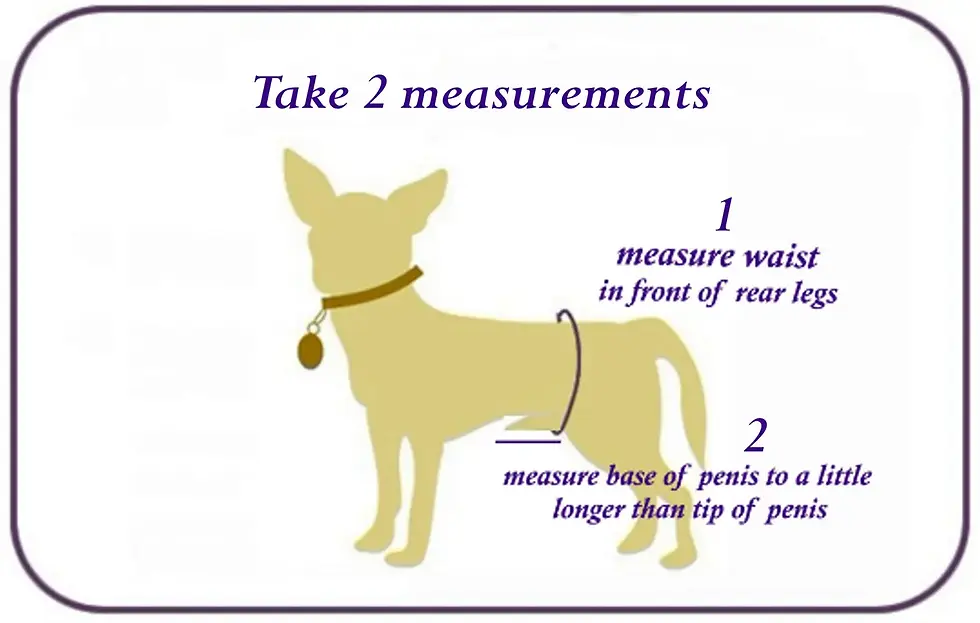 Thumbnail: Male Dog Belly Band, Seniors, Potty Training, Buckle Closure