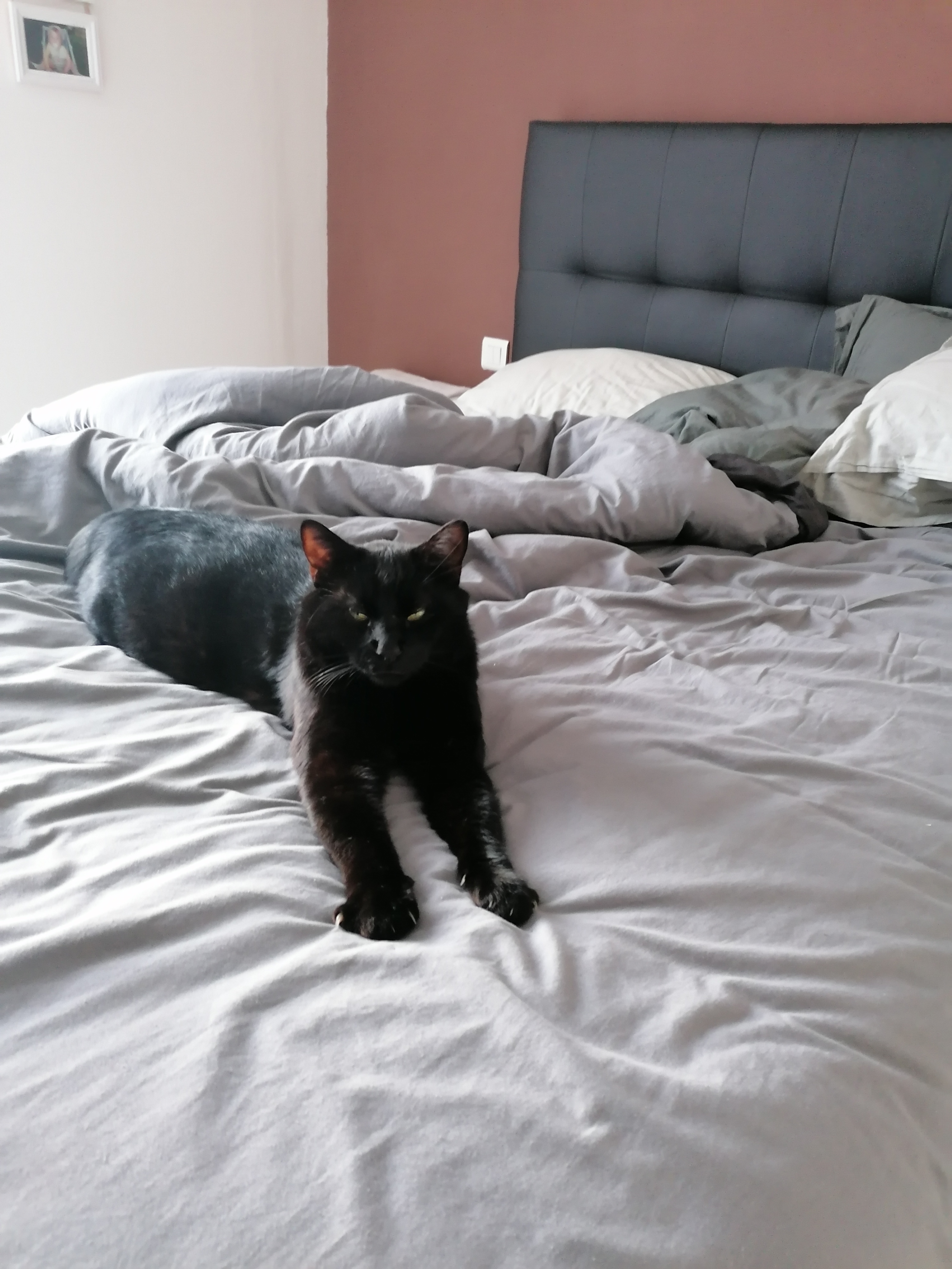 Julie Delcourt Chat Europeen Montans