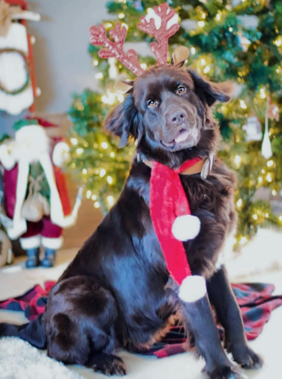 Riddle family Newfoundlands
