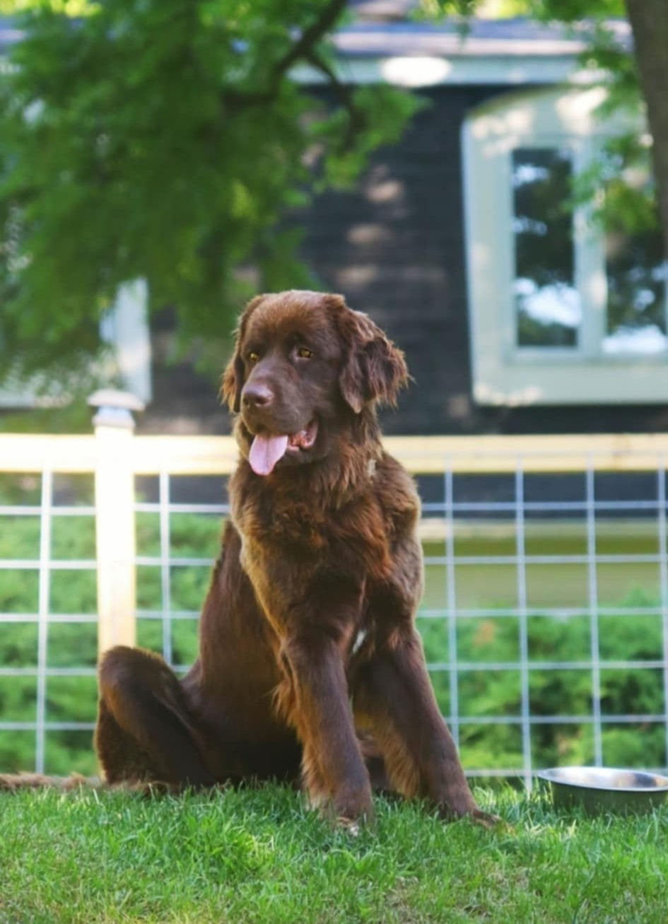 Riddle family Newfoundlands