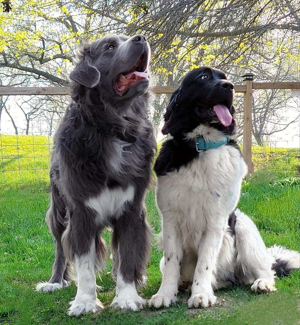 Riddle Family Newfoundland_edited