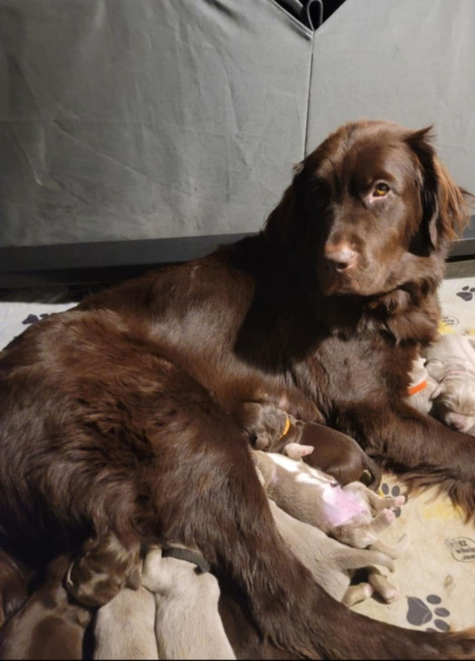 Riddle family Newfoundlands
