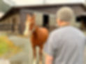 View from behind a veterinarian looking toward an apprehensive horse, illustrating needle-shy behaviour
