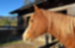 Head and neck of chestnut horse in front of barn, looking off into the distance, suggesting concern in looking for a horse behaviour specialist