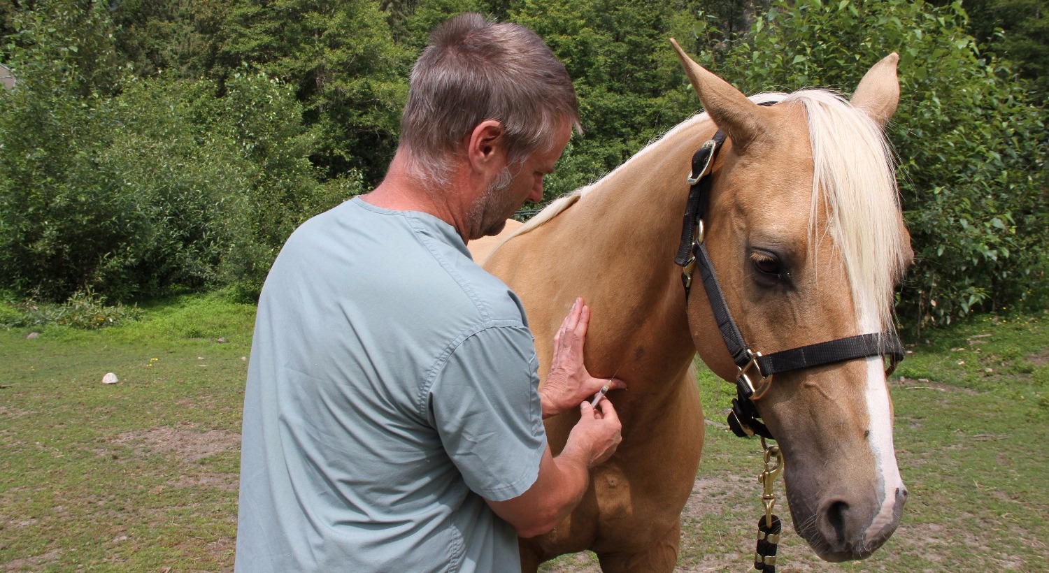 Needle Phobic Horses Lauren Fraser Equine Behaviourist Canada