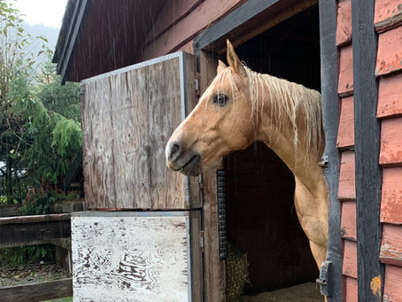 The herd bound horse: What separation distress really is (and why quick fixes fail)