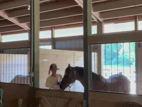 Hard to Medicate Horses (and Ponies)