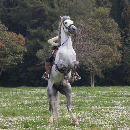 Misbehaving Horses: Is this a training problem or a behaviour problem?