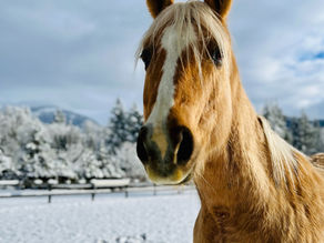 'Harm Reduction' Approach to Animal Behaviour Consulting Work