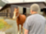 Apprehensive horse watching a veterinarian at a distance before an injection or veterinary procedure.