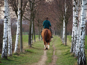 Horses (Likely) Don't Love Being Ridden: A Primer on How to Make it Suck Less