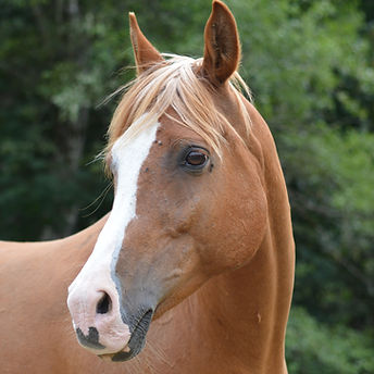 Chestnut horse standing alone, showing herd-bound anxiety behaviour support