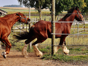 Aggressive Horses: Causes and Cures