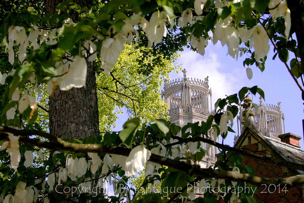 Orlean Dogwood flowers