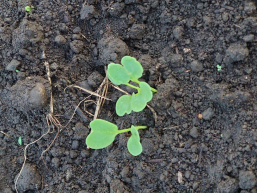 いつの間にか秋の朝です。