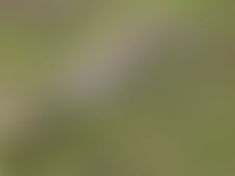 竹林の再生で安中市の未来を築く②